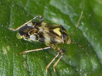 Liocoris tripustulatus #09363 : Liocoris tripustulatus, Brandnetelwants