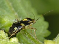 Liocoris tripustulatus 01 #08291 : Liocoris tripustulatus, Brandnetelwants