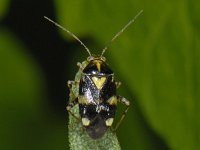 Liocoris tripustulatus 01 #08292 : Liocoris tripustulatus, Brandnetelwants