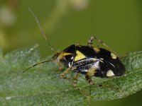 Liocoris tripustulatus 01 #08293 : Liocoris tripustulatus, Brandnetelwants