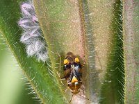 Liocoris tripustulatus 6, Saxifraga-Rutger Barendse