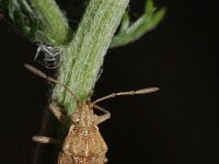 Liorhyssus hyalinus 2, Saxifraga-Rutger Barendse