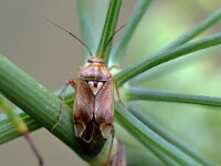 Lygus pratensis 12, Weideschaduwwants, Saxifraga-Tom Heijnen