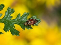 Lygus pratensis 6, Weideschaduwwants, Saxifraga-Gerard de Jong : Insect, Lygus pratensis, Macro, Overig, Saxifraga Beeldbank, Wants, Weideschaduwwants