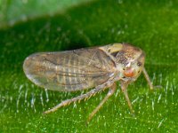 Macropsis fuscula