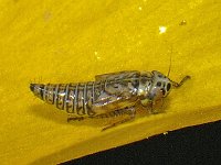 Macrosteles sp