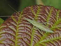 Megaloceroea recticornis 4, Saxifraga-Ab H Baas