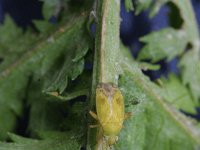 Megalocoleus tanaceti 4, Saxifraga-Rutger Barendse