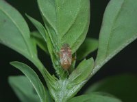 Megalocoleus tanaceti 5, Saxifraga-Rutger Barendse