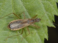 Nabis rugosus 01 #12925 : Nabis rugosus, female