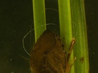 Naucoris maculatus 2, Gevlekte platte waterwants, Saxifraga-Kees Marijnissen