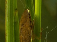 Naucoris maculatus 4, Gevlekte platte waterwants, Saxifraga-Kees Marijnissen