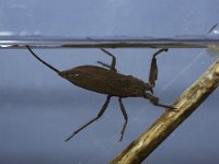 Nepa rubra, Water scorpion