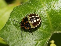 Nezara viridula 10, Zuidelijke groene schildwants, nimf, Saxifraga-Pieter van Breugel