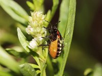 Nezara viridula 13, Zuidelijke groene schildwants, nimf, Saxifraga-Pieter van Breugel