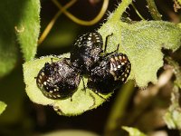 Nezara viridula 16, Zuidelijke groene schildwants, nimf, Saxifraga-Pieter van Breugel