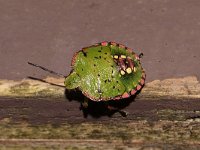 Nezara viridula 2, Zuidelijke groene schildwants, nimf, Saxifraga-Pieter van Breugel