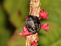 Nezara viridula 22, Zuidelijke groene schildwants, nimf, Saxifraga-Pieter van Breugel