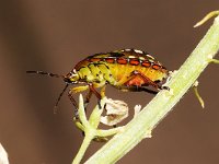 Nezara viridula 23, Zuidelijke groene schildwants, nimf, Saxifraga-Pieter van Breugel