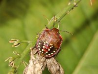 Nezara viridula 24, Zuidelijke groene schildwants, nimf, Saxifraga-Pieter van Breugel