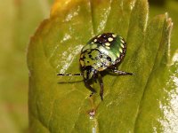 Nezara viridula 26, Zuidelijke groene schildwants, nimf, Saxifraga-Pieter van Breugel