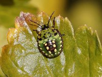 Nezara viridula 27, Zuidelijke groene schildwants, nimf, Saxifraga-Pieter van Breugel