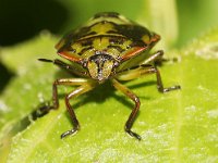 Nezara viridula 28, Zuidelijke groene schildwants, nimf, Saxifraga-Pieter van Breugel