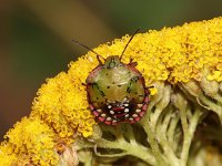 Nezara viridula 3, Zuidelijke groene schildwants, nimf, Saxifraga-Pieter van Breugel