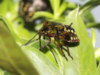 Nezara viridula 32, Zuidelijke groene schildwants, nimf, Saxifraga-Pieter van Breugel