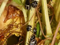 Nezara viridula 34, Zuidelijke groene schildwants, nimf, Saxifraga-Pieter van Breugel