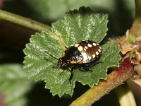 Nezara viridula 35, Zuidelijke groene schildwants, nimf, Saxifraga-Pieter van Breugel