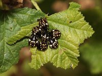 Nezara viridula 37, Zuidelijke groene schildwants, nimf, Saxifraga-Pieter van Breugel