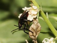 Nezara viridula 39, Zuidelijke groene schildwants, nimf, Saxifraga-Pieter van Breugel