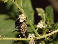 Nezara viridula 40, Zuidelijke groene schildwants, nimf, Saxifraga-Pieter van Breugel