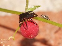 Nezara viridula 42, Zuidelijke groene schildwants, nimf, Saxifraga-Pieter van Breugel