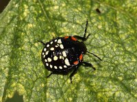 Nezara viridula 5, Zuidelijke groene schildwants, nimf, Saxifraga-Pieter van Breugel