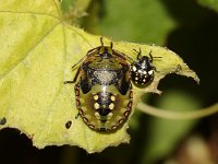 Nezara viridula 54, Zuidelijke groene schildwants, nimf, Saxifraga-Pieter van Breugel