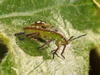 Nezara viridula 55, Zuidelijke groene schildwants, nimf, Saxifraga-Pieter van Breugel