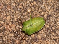 Nezara viridula 60, Zuidelijke groene schildwants, imago, Saxifraga-Pieter van Breugel