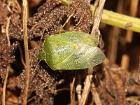 Nezara viridula 66, Zuidelijke groene schildwants, imago,Saxifraga-Pieter van Breugel