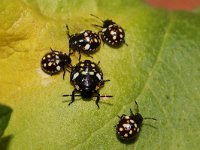 Nezara viridula 7, Zuidelijke groene schildwants, nimf, Saxifraga-Pieter van Breugel