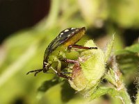 Nezara viridula 72, Zuidelijke groene schildwants, nimf, Saxifraga-Pieter van Breugel