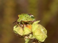 Nezara viridula 73, Zuidelijke groene schildwants, nimf, Saxifraga-Pieter van Breugel