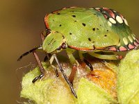 Nezara viridula 74, Zuidelijke groene schildwants, nimf, Saxifraga-Pieter van Breugel