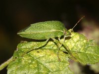 Nezara viridula 76, Zuidelijke groene schildwants, imago, Saxifraga-Pieter van Breugel