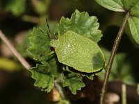 Nezara viridula 77, Zuidelijke groene schildwants, Saxifraga-Pieter van Breugel