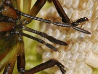 Nezara viridula 81, Zuidelijke groene schildwants, nimf, sucking eggs,  Saxifraga-Pieter van Breugel