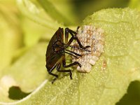 Nezara viridula 83, Zuidelijke groene schildwants, nimf, sucking eggs,  Saxifraga-Pieter van Breugel