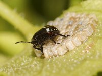 Nezara viridula 86, Zuidelijke groene schildwants, nimf, sucking eggs,  Saxifraga-Pieter van Breugel