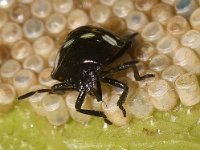 Nezara viridula 87, Zuidelijke groene schildwants, nimf, sucking eggs,  Saxifraga-Pieter van Breugel